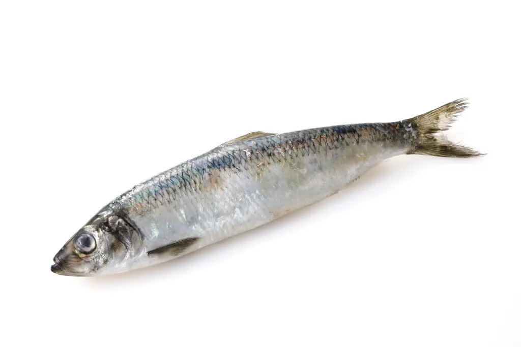 Herring or Nishin in Japanese