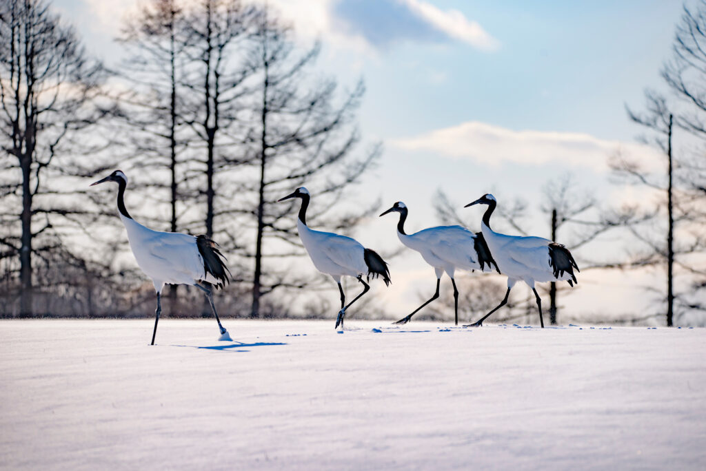 apanese Red Crowned Cranes on snow hill in winter at Kushiro, Hokkaido, Japan